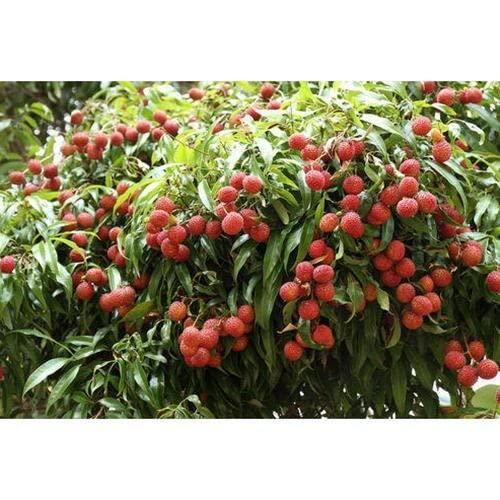 Healthy Lychee Fruit Seeds (Pack of 40)