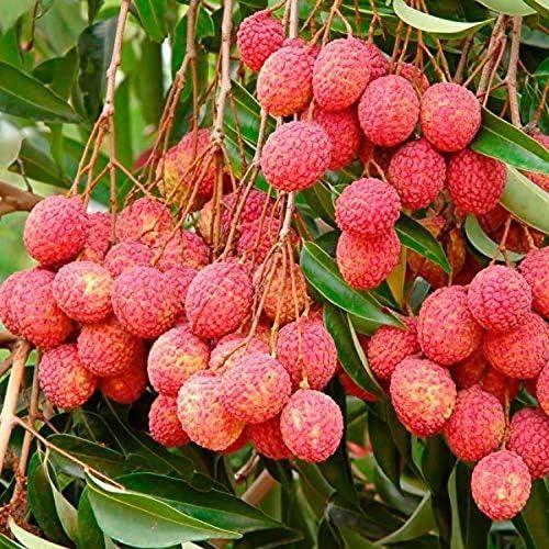 Healthy Lychee Fruit Seeds (Pack of 40)