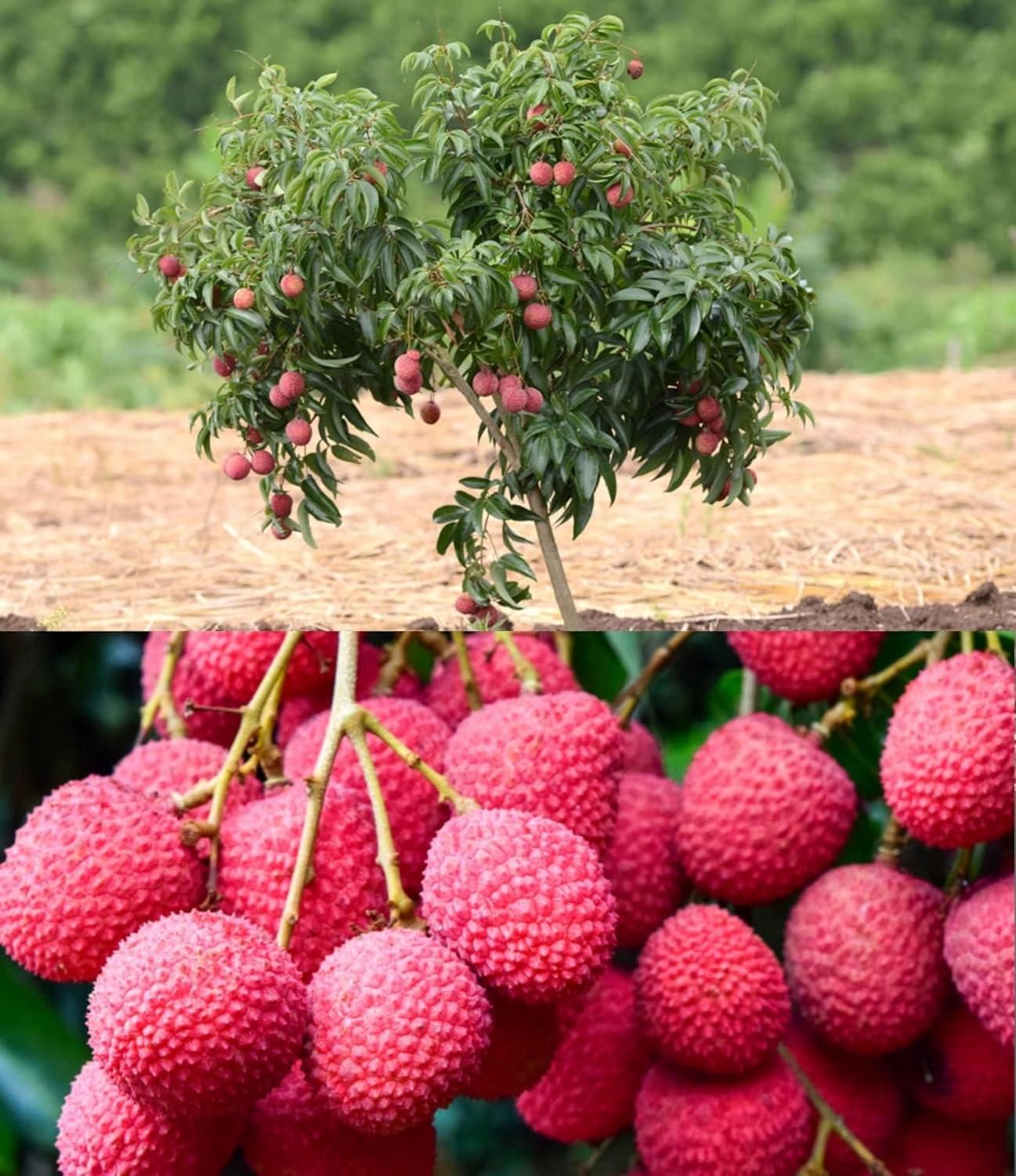 Healthy Lychee Fruit Seeds (Pack of 40)
