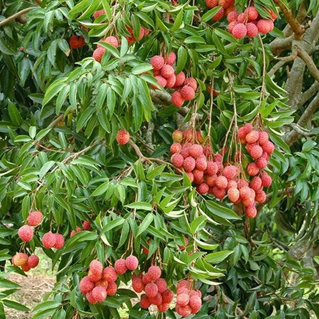 Healthy Lychee Fruit Seeds (Pack of 40)