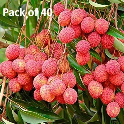 Healthy Lychee Fruit Seeds (Pack of 40)
