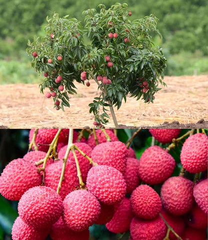Healthy Lychee Fruit Seeds (Pack of 40)