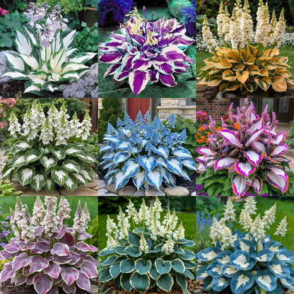 Shade-Tolerant and Cold-Hardy Hosta Flowers